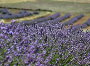 Isparta Lavanta Tarlaları & Salda Gölü Turu