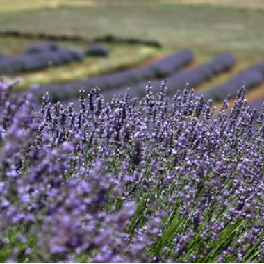 Isparta Lavanta Tarlaları & Salda Gölü Turu